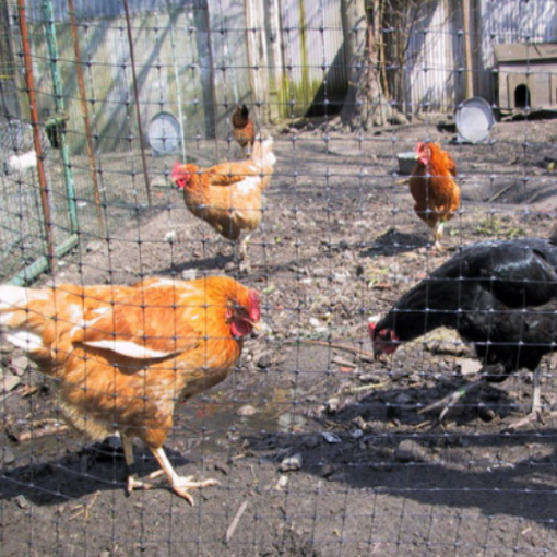 Sfeerbeeld van scharrelende kippen in een kippenhok voorzien van NK Geextrudeerde knooploze netten